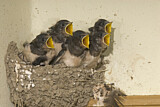 Image. Barn Swallow
