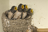 Image. Barn Swallow