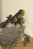 Image. Barn Swallow