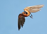 Image. Barn Swallow