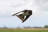 Image. Barn Swallow