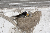 Image. Barn Swallow
