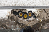 Image. Barn Swallow