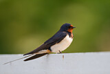 Image. Barn Swallow