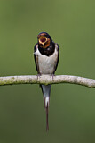 Image. Barn Swallow