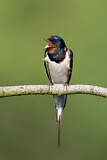 Image. Barn Swallow