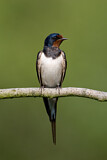 Image. Barn Swallow