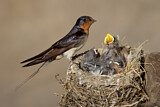 Image. Barn Swallow