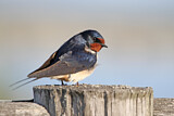 Image. Barn Swallow