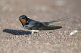 Image. Barn Swallow