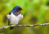 Image. Barn Swallow