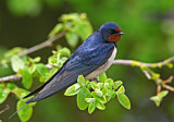 Image. Barn Swallow
