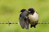 Image. Barn Swallow