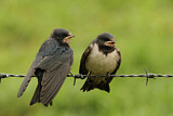 Image. Barn Swallow