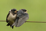 Image. Barn Swallow