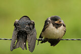 Image. Barn Swallow