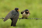 Image. Barn Swallow
