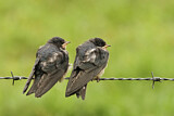 Image. Barn Swallow