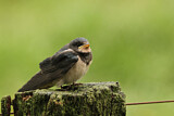 Image. Barn Swallow