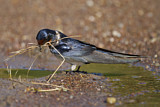 Image. Barn Swallow
