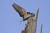 Image. Barn Swallow