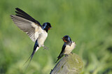 Image. Barn Swallow