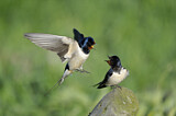 Image. Barn Swallow
