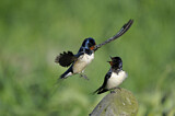 Image. Barn Swallow