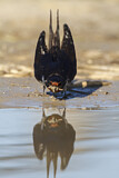 Image. Barn Swallow