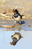 Image. Barn Swallow