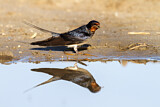 Image. Barn Swallow