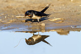 Image. Barn Swallow