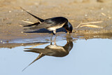 Image. Barn Swallow