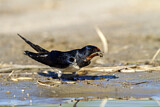 Image. Barn Swallow