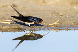 Image. Barn Swallow