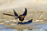 Image. Barn Swallow