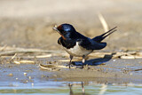 Image. Barn Swallow