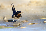 Image. Barn Swallow