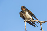 Image. Barn Swallow