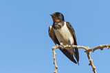 Image. Barn Swallow
