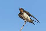 Image. Barn Swallow