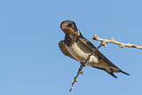 Image. Barn Swallow