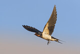 Image. Barn Swallow