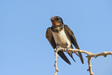 Image. Barn Swallow
