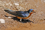 Image. Barn Swallow