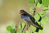 Image. Barn Swallow
