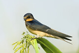 Image. Barn Swallow