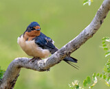 Image. Barn Swallow