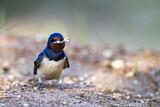 Image. Barn Swallow