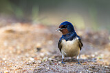 Image. Barn Swallow
